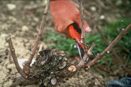 eChampagne - La taille