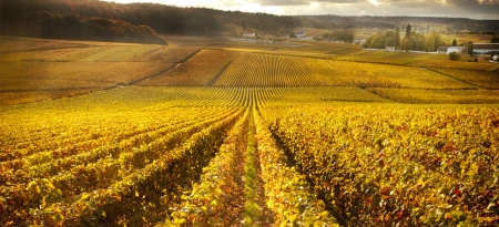 eChampagne - photo du vignoble